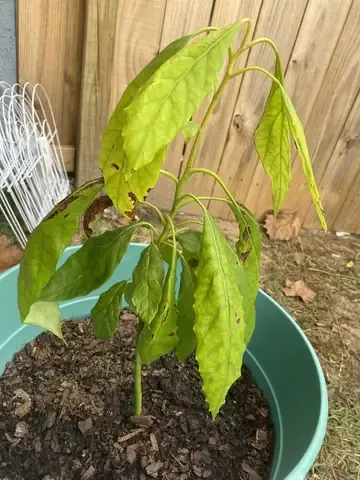 Hướng dẫn kỹ thuật ghép nêm cho cây bơ ghép bằng dụng cụ chuyên dụng