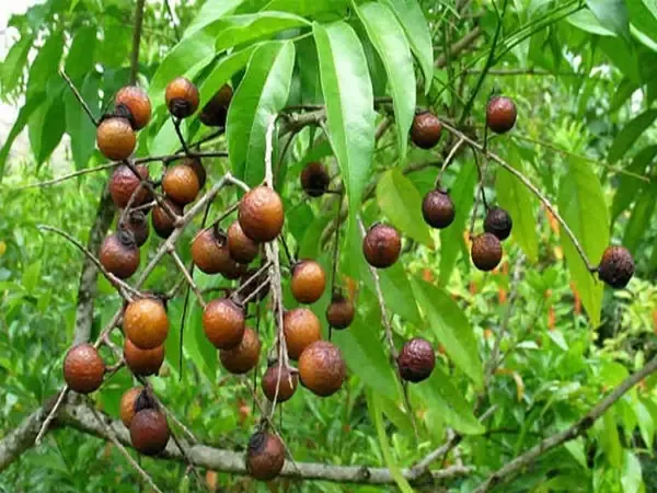 Giá trị và đặc điểm sinh học của cây bồ hòn