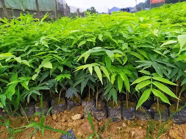 Kỹ thuật chống đỡ cho cây bồ hòn