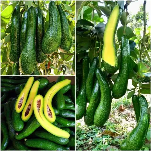 Cách Trồng Hạt Bơ Trong Nước: Hướng Dẫn Chi Tiết Từ A Đến Z Cho Người Mới