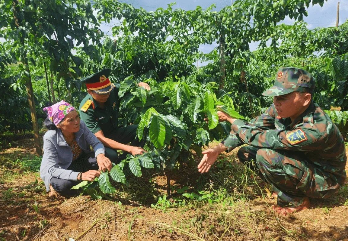 Kỹ Thuật Trồng Và Chăm Sóc Cây Cà Phê Con Chi Tiết Từ A Đến Z