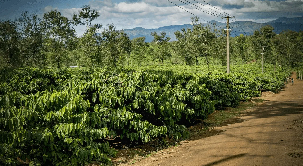 Kỹ Thuật Trồng Và Chăm Sóc Cây Cà Phê Con Chi Tiết Từ A Đến Z