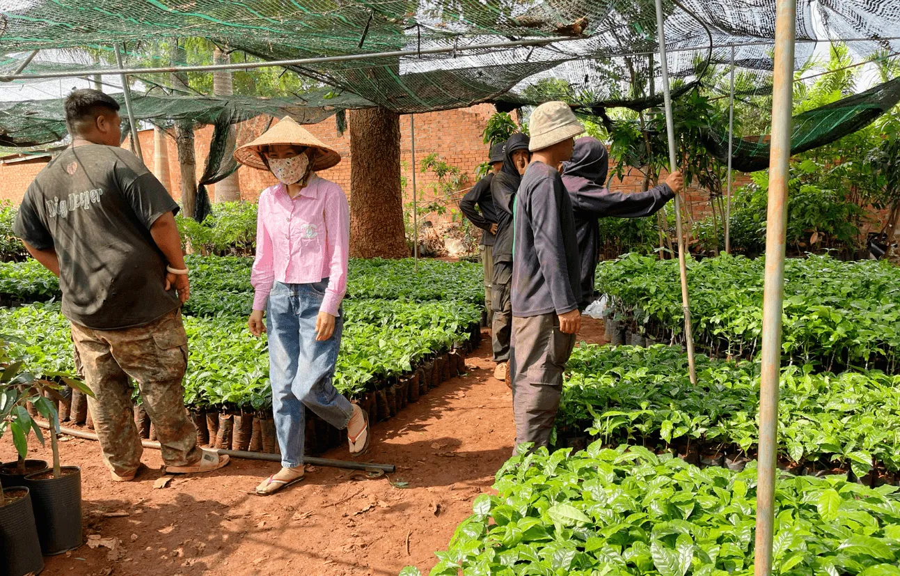 Kỹ Thuật Trồng Và Chăm Sóc Cây Cà Phê Con Chi Tiết Từ A Đến Z