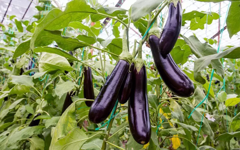 Cách Trồng Cà Tím Dài Đúng Kỹ Thuật Cho Năng Suất Cao Tại Vườn
