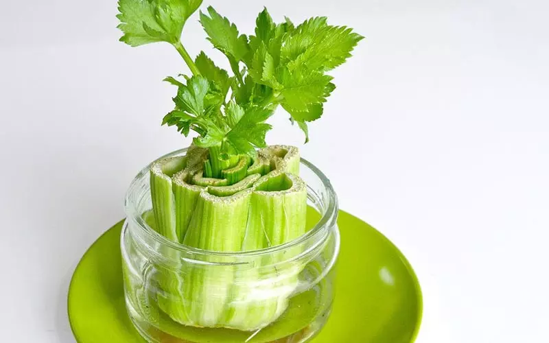 CÁCH TRỒNG CÂY CẦN TÂY TẠI NHÀ BẰNG GỐC: Hướng Dẫn Chi Tiết A-Z