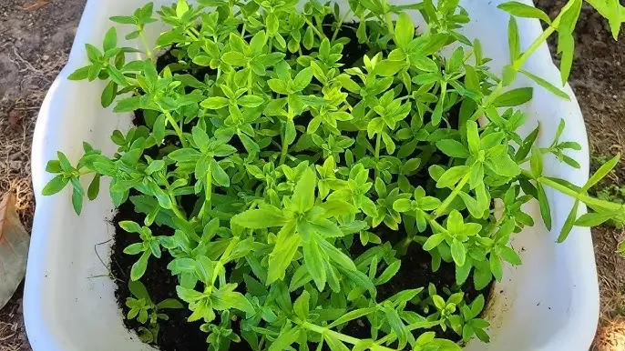 Cách Trồng Cây Cắt Cắm: Kỹ Thuật Chuyên Sâu Để Nhân Giống Thành Công