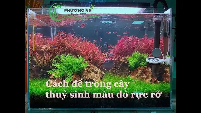Cách Trồng Cây Cắt Cắm: Kỹ Thuật Chuyên Sâu Để Nhân Giống Thành Công