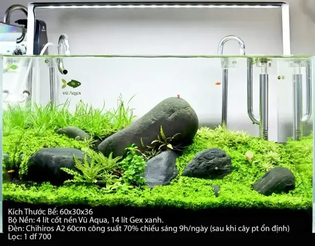 Cách Trồng Cây Cắt Cắm: Kỹ Thuật Chuyên Sâu Để Nhân Giống Thành Công