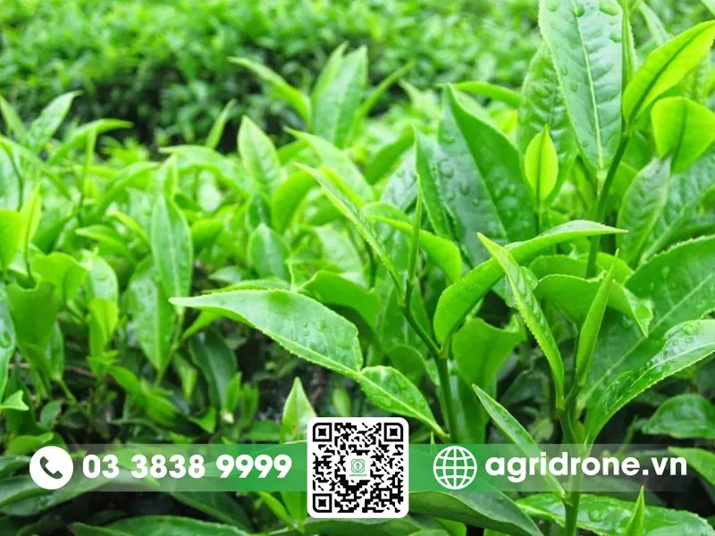 Cánh đồng chè xanh tươi tốt sau khi được chăm sóc