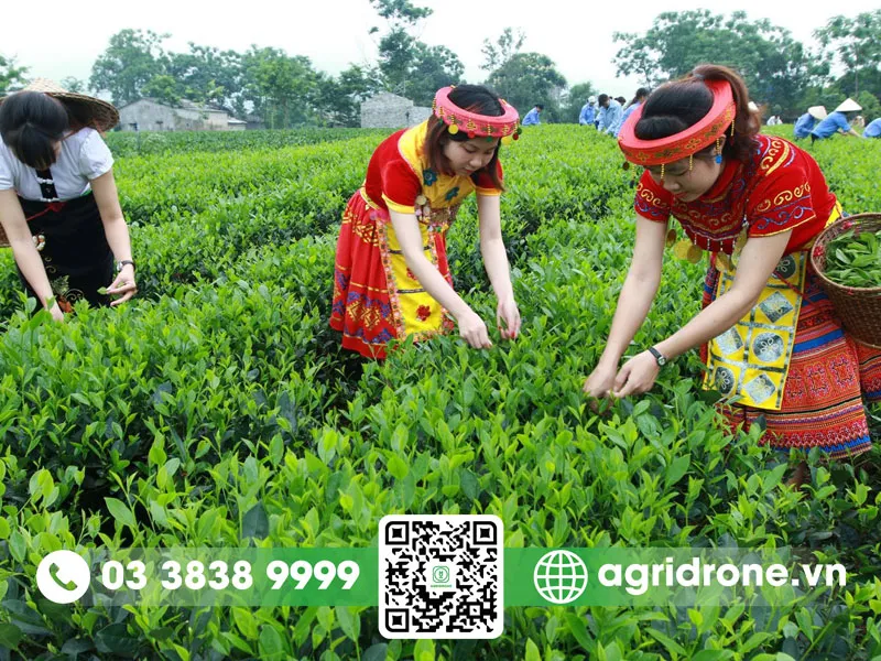 Quy trình chăm sóc cây chè xanh tại vườn