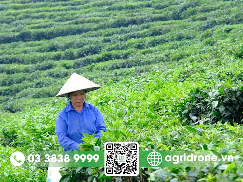 Quy trình chăm sóc chè xanh đúng kỹ thuật