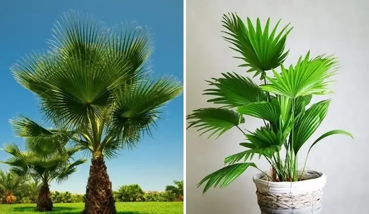 Cây chổi xể được trồng theo hàng lối, thể hiện kỹ thuật canh tác đúng cách