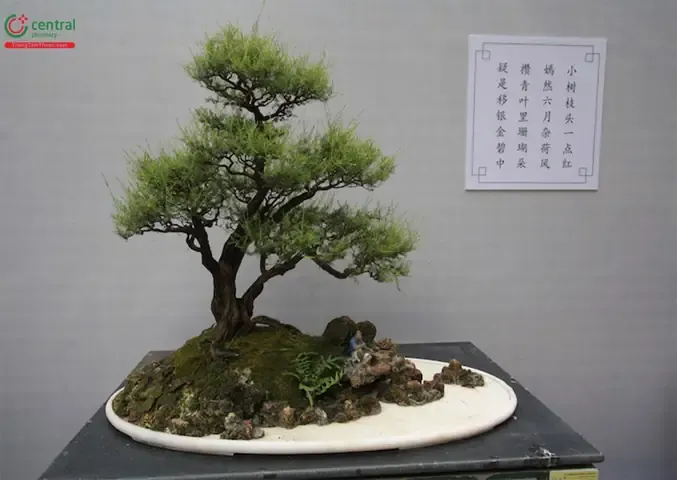 Bông chổi xể chất lượng đang phơi khô sau thu hoạch