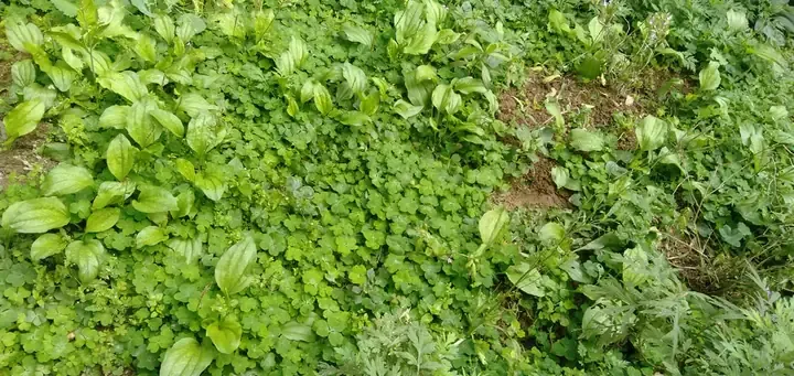 Hình ảnh chồi non và thân cây me đất sẵn sàng thu hoạch