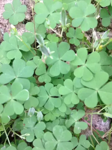 Cây me đất lá xanh và lá tím đang phát triển mạnh trong giá thể tơi xốp