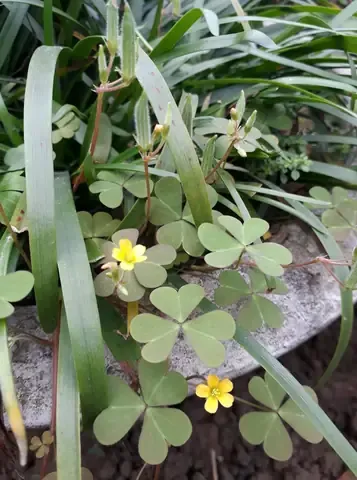 Các chậu cây me đất được trồng và chăm sóc hàng ngày tại vườn