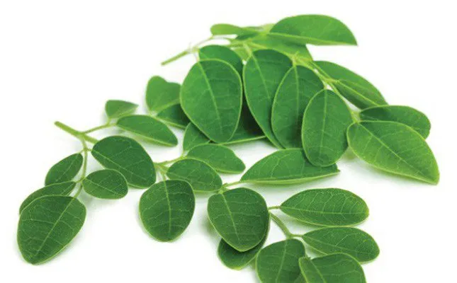 Cây chùm ngây là dược liệu quý với nhiều tác dụng cho sức khỏe con người