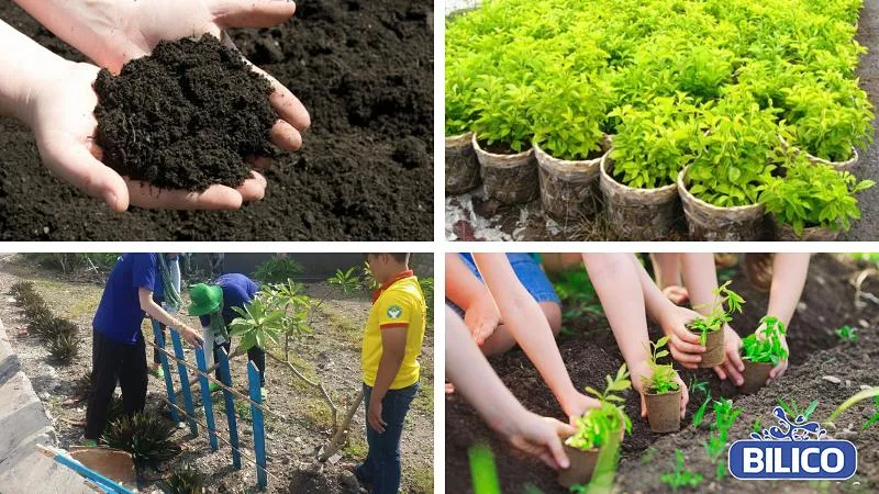 Kỹ thuật Cách Trồng Cây Chuỗi Ngọc Làm Hàng Rào