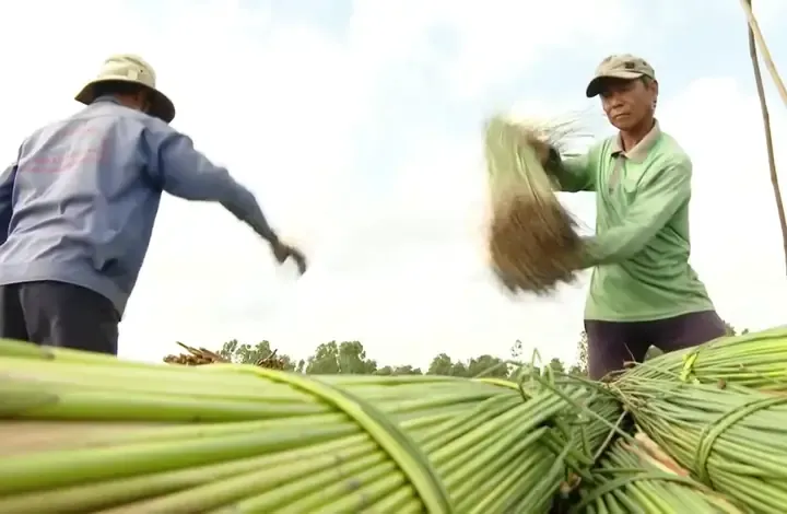 Kỹ thuật cách trồng cây cỏ bàng cho năng suất cao tại vùng đất phèn
