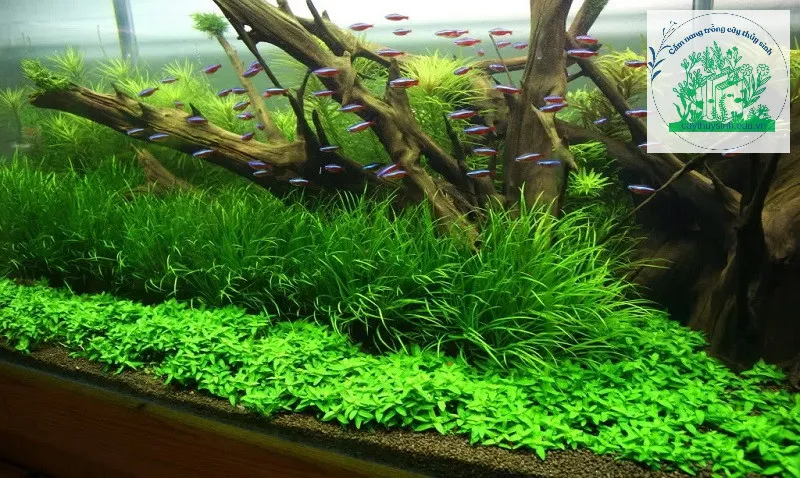 Cây cỏ Nhật thủy sinh đang phát triển thành thảm xanh mướt trong bể cá cảnh