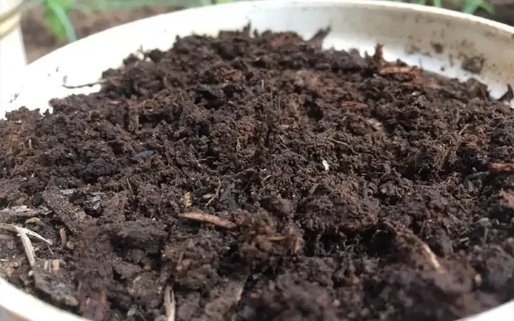 Kỹ thuật chăm sóc và bón phân định kỳ cho cây cơm nếp non