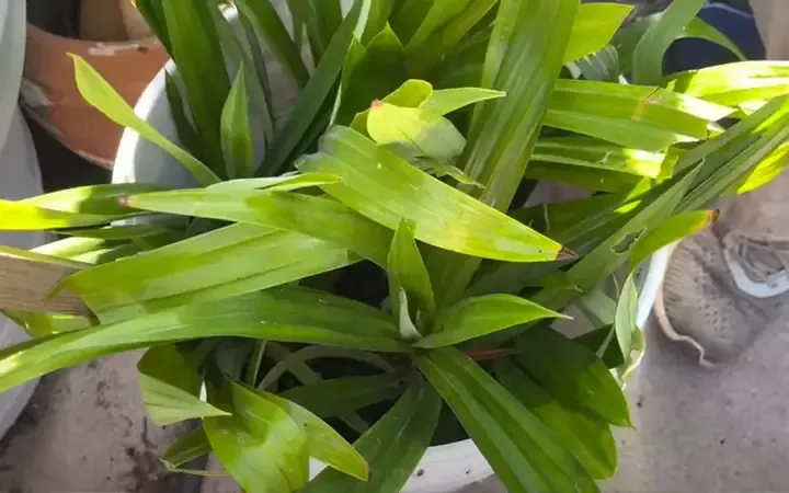 Cây cơm nếp con đang được chăm sóc cẩn thận trong môi trường đất tơi xốp