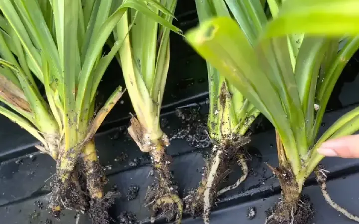 Hạt giống cây cơm nếp chất lượng đang được xử lý trước khi gieo trồng