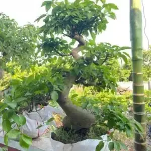 Kích Thước Và Loại Chậu Phù Hợp