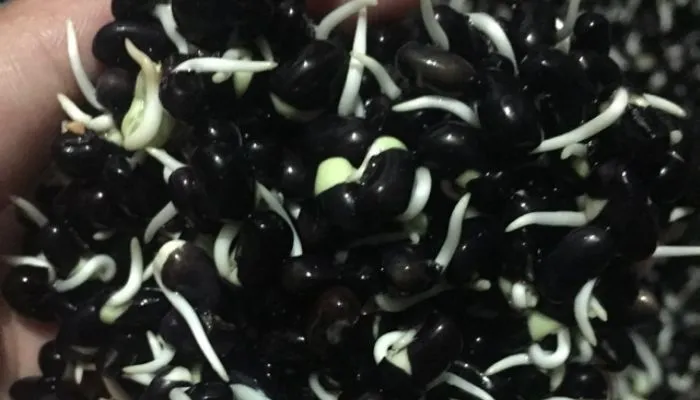 Kỹ thuật ủ hạt đậu đen xanh lòng bằng bông gòn để kích thích nảy mầm nhanh chóng