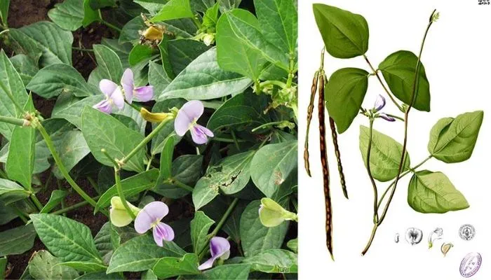 Khu vườn nhỏ trồng đậu đen xanh lòng cho năng suất cao tại gia đình