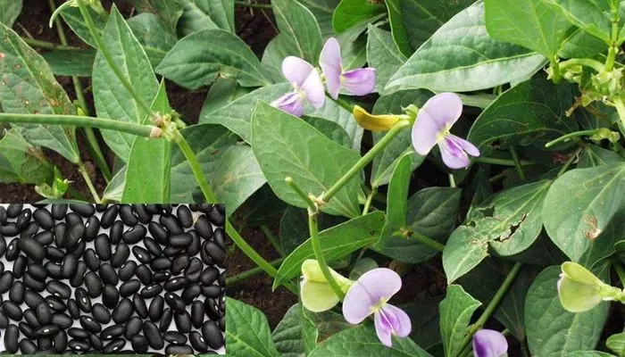 Cây đậu đen xanh lòng non đang phát triển khỏe mạnh sau khi gieo hạt