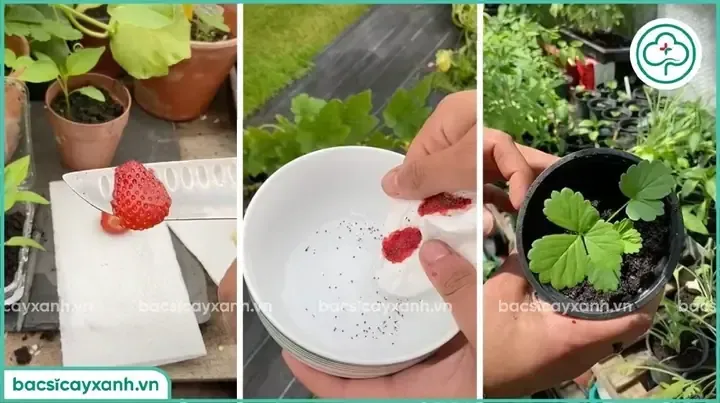 Hạt dâu tây được tách ra từ quả tươi để chuẩn bị cho quá trình gieo trồng