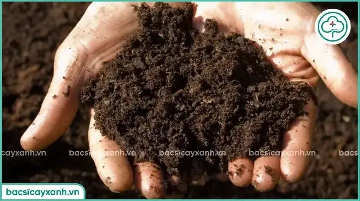 Pha trộn giá thể tơi xốp với xơ dừa và trấu hun để trồng dâu tây từ hạt giống