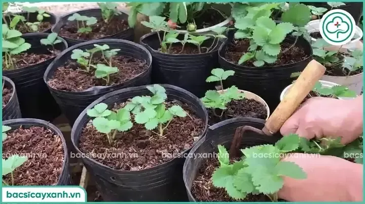 Cây dâu tây con được cấy vào chậu, đây là bước quan trọng trong cách trồng dâu tây từ hạt