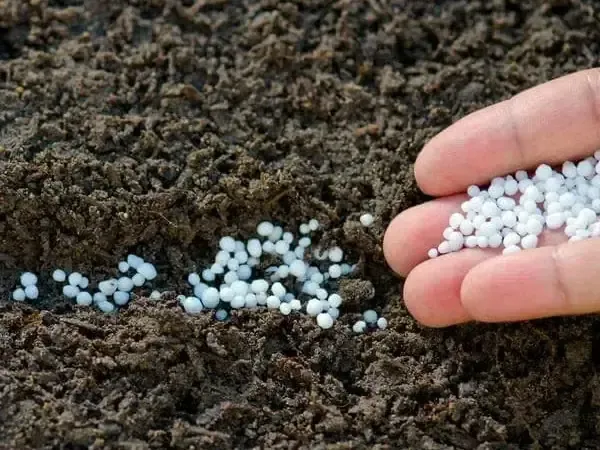 Cây đậu trắng non đang leo giàn tại khu vườn Vu Garden