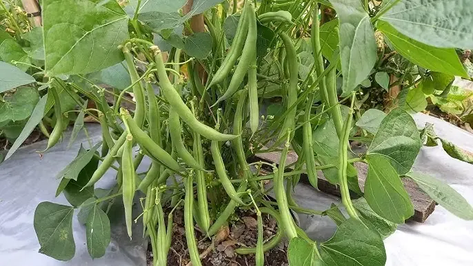 Kỹ thuật tưới nước đúng cách cho cây đậu trắng trong giai đoạn phát triển