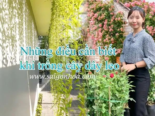 Kỹ thuật chọn chậu và chuẩn bị đất trồng cho cây dây leo nội thất