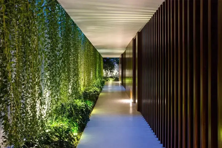 Các loại cây dây leo phổ biến và cách trồng cây dây leo trong nhà hiệu quả