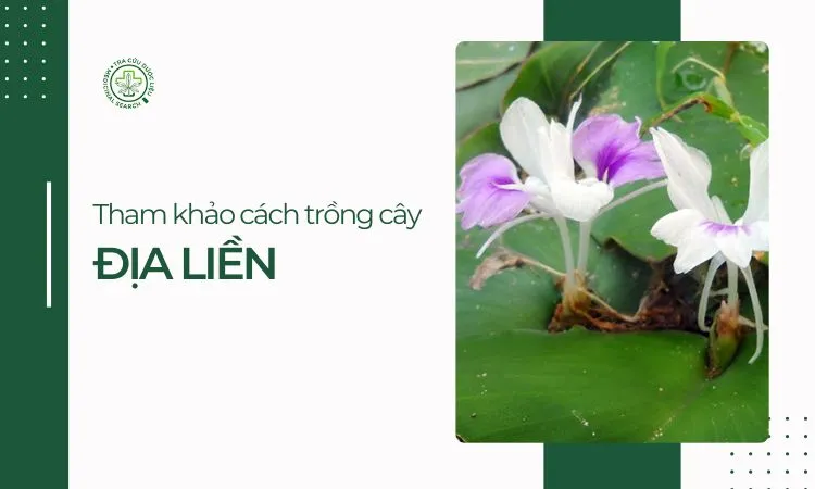 Sơ đồ bố trí luống trồng Địa Liền đạt chuẩn kỹ thuật