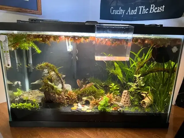 Cây điều nhuộm đang đậu quả sai trĩu cành sau quá trình chăm sóc theo kỹ thuật