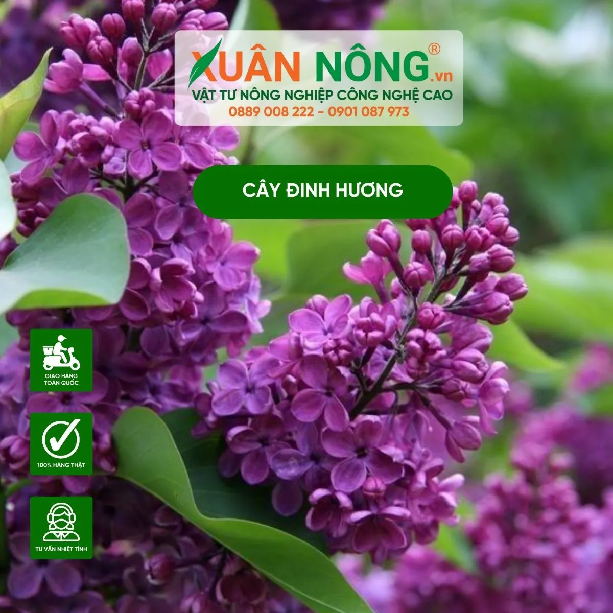 Kỹ thuật trồng và chăm sóc cây đinh hương đúng cách