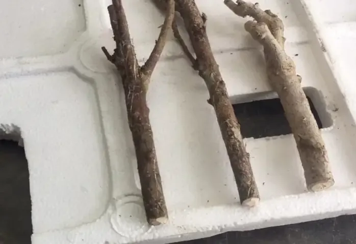 Cách Trồng Đinh Lăng Lá Tròn Thủy Canh