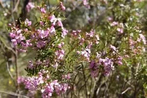 Cây Tùng Tuyết Mai