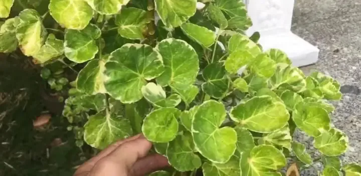 Cách Trồng Đinh Lăng Lá Tròn Thủy Canh