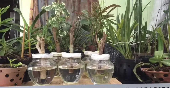 Cách Trồng Đinh Lăng Lá Tròn Thủy Canh