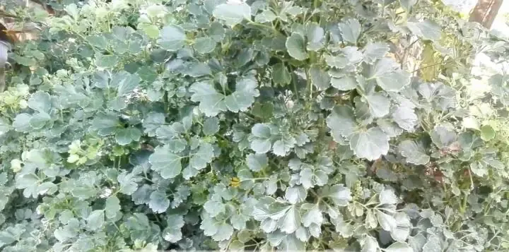 Đinh Lăng Lá Tròn Để Cắm Hoa