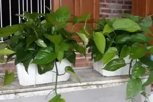 Cách Trồng Cây Đinh Lăng Lá Tròn