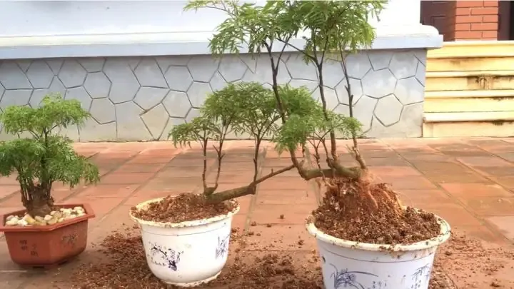 Trồng Đinh Lăng Bonsai
