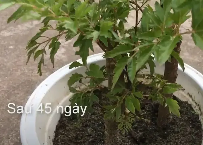 Giâm Cành Đinh Lăng Vào Đất