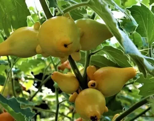 Toàn tập hướng dẫn cách trồng cây dư cải bẹ Đông Dư chi tiết cho người mới bắt đầu